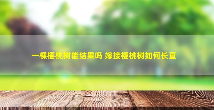 一棵樱桃树能结果吗 嫁接樱桃树如何长直